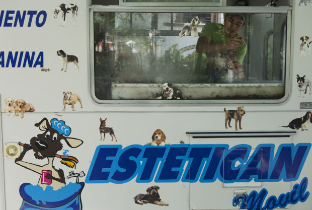 Mexico A Dogs Life